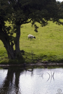 Schaap in gras aan het water