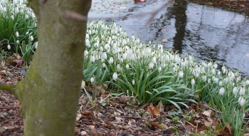 Sneeuwklokjes