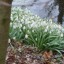 Galanthus nivalis